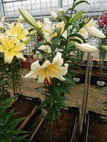 [4193 Santini VWS No01.JPG]